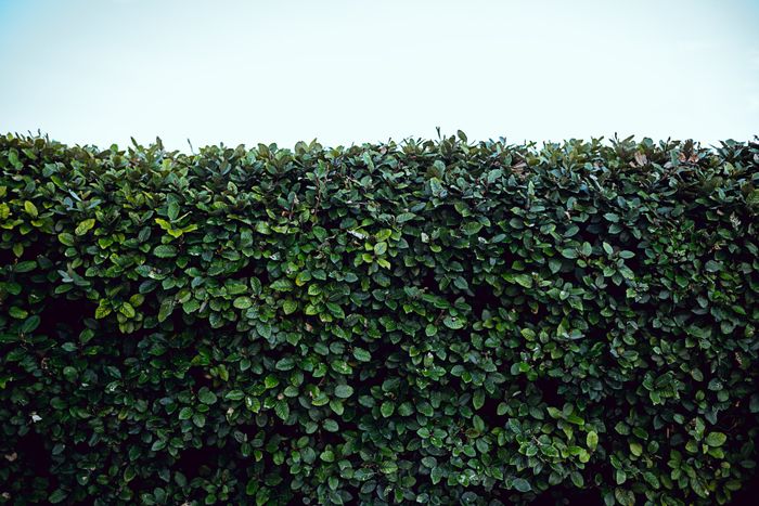 Fachgerecht geschnittene Hecke